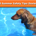 5 Summer Safety Tips: Doxies & Water