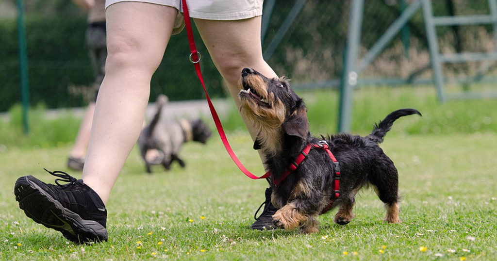 Walking a wirehaired dachshund - 5 Ways to Reward your Dachshund without Food- Doxie Pop