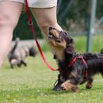 Walking a wirehaired dachshund - 5 Ways to Reward your Dachshund without Food- Doxie Pop