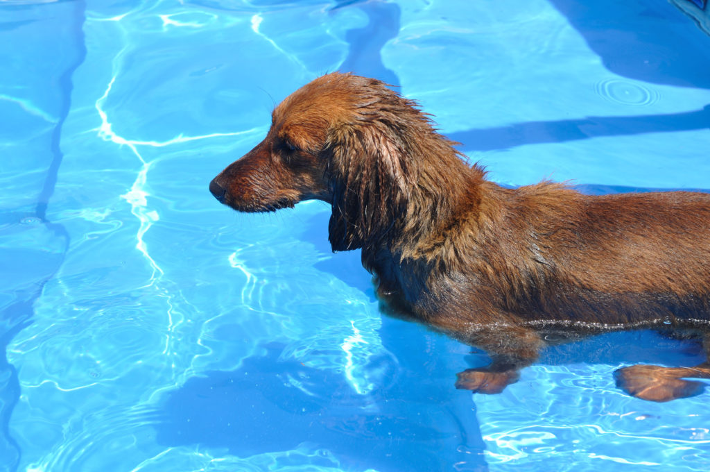 Wet Red Long-Haired Dachshund in a Swimming Pool Staring